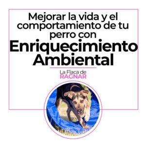 mejorar la vida y el comportamiento de tu perro con enriquecimiento ambiental