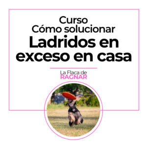 Curso Online Reactividad en Casa