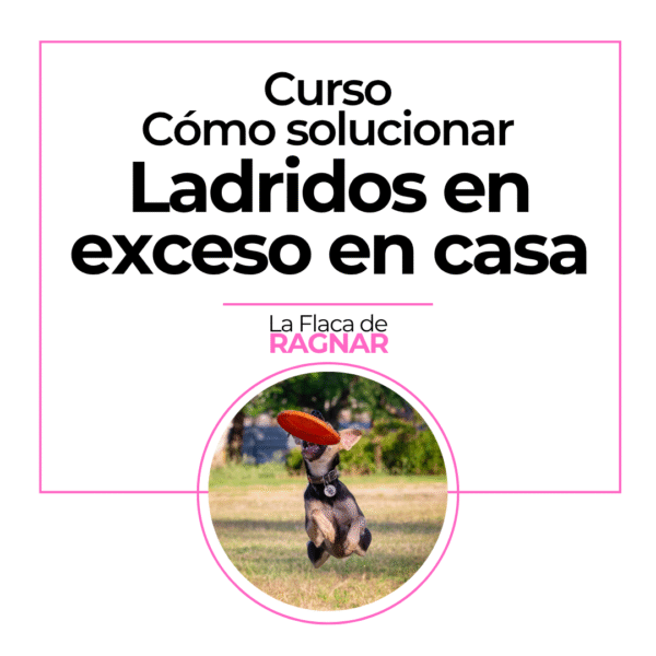 Curso Online Reactividad en Casa