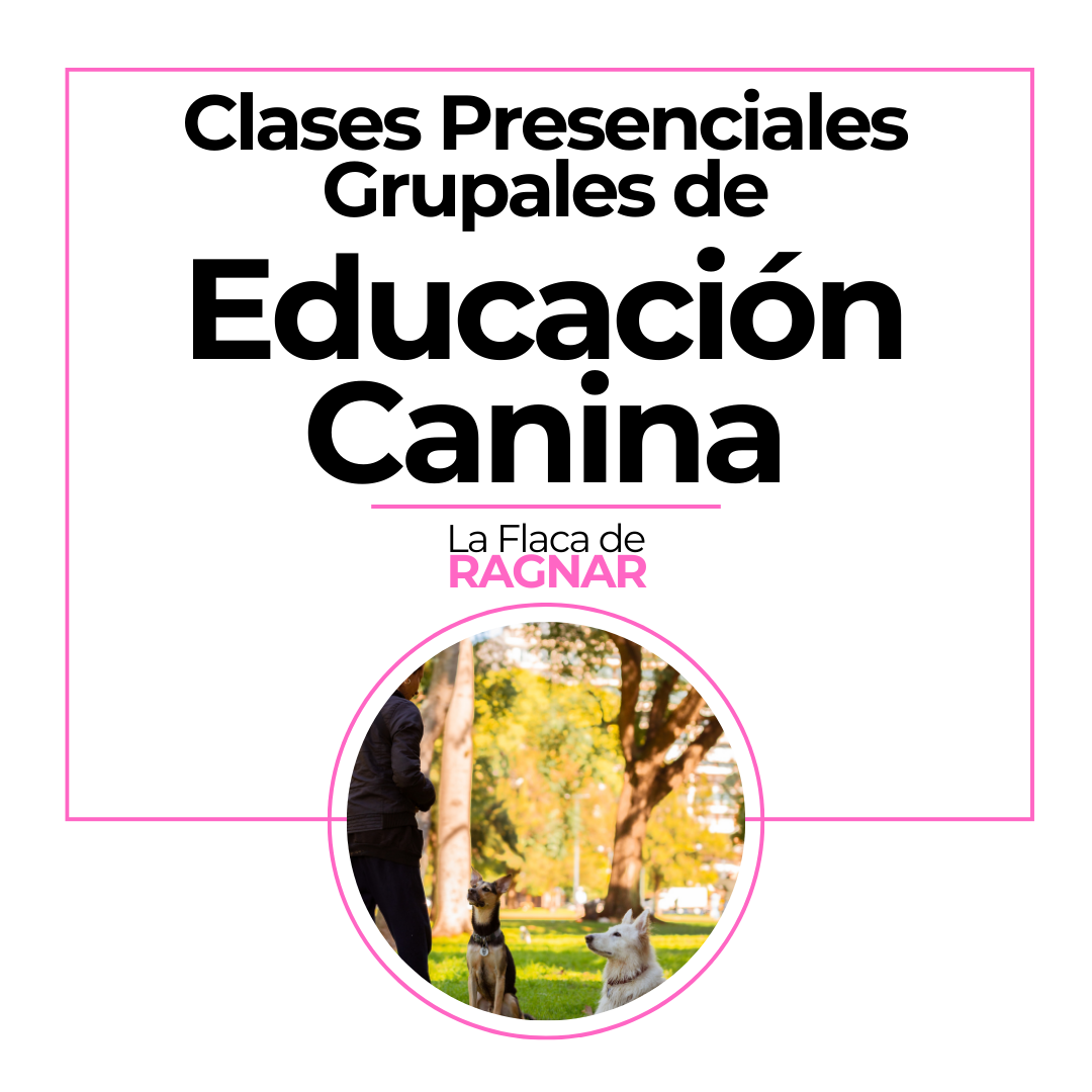 Clases Presenciales Grupales de Educación Canina